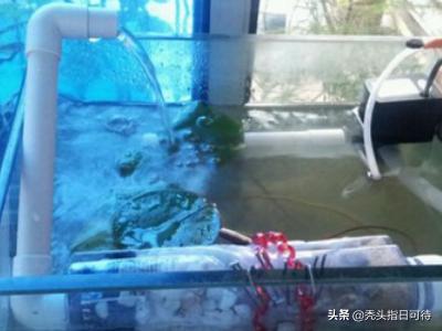 鱼缸氧气泵是该怎么组装:怎么固定鱼缸氧气泵接头？