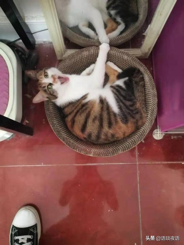 关于流浪狗和流浪猫感悟:养一只捡来的流浪猫或者流浪狗是种什么体验？ 关于流浪狗和流浪猫感悟