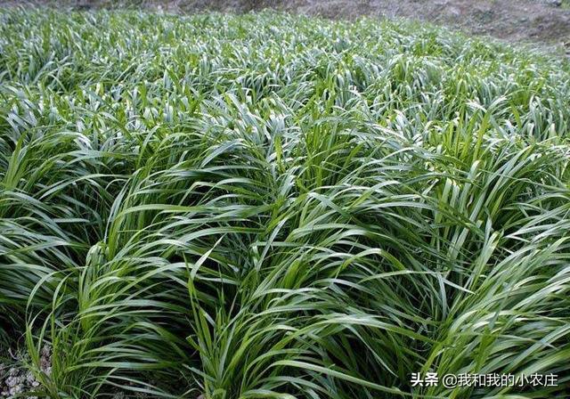 多花黑麦草能清除吗:种植黑麦草，用来养羊怎么样？