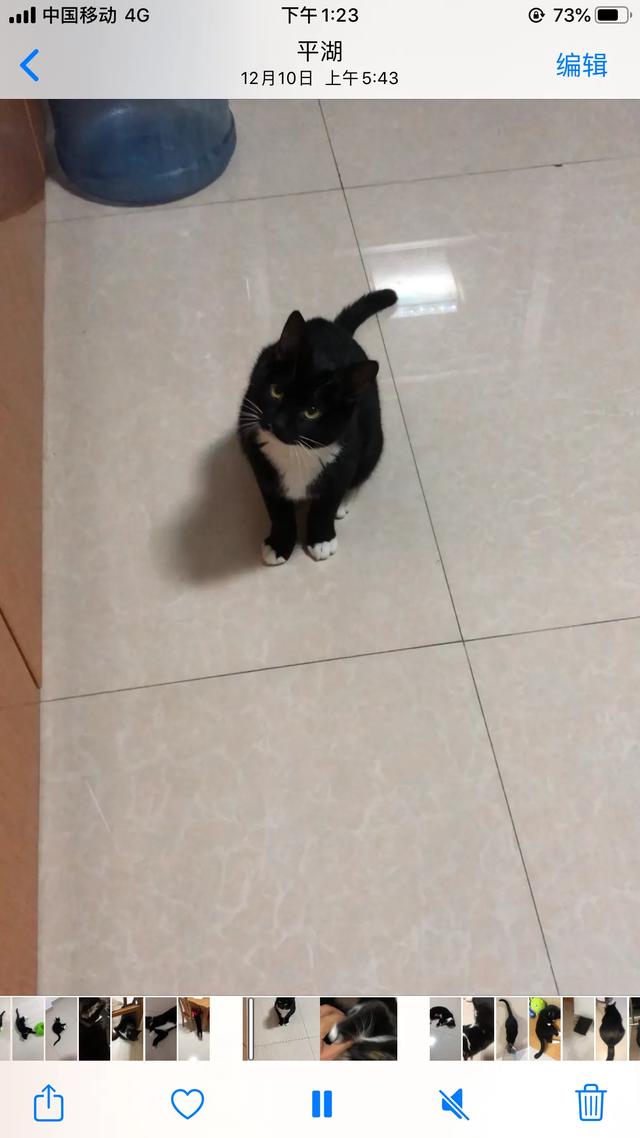 手机淘宝捉猫猫怎么走:你们家喵星人都是怎么到你家的啊？