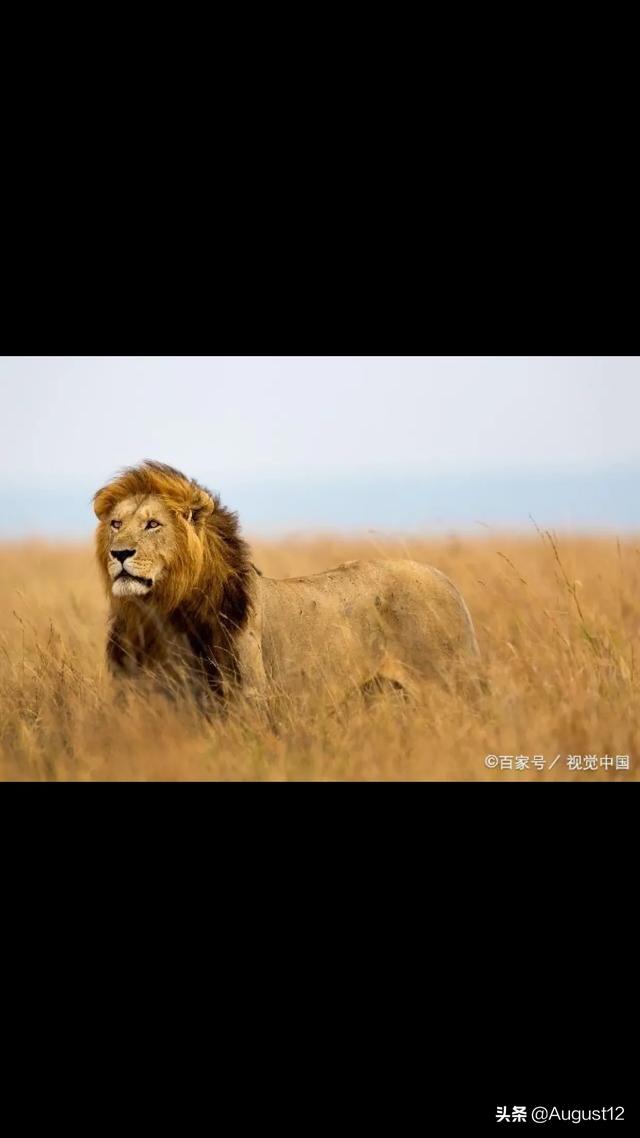 頭條問答 - 《雄獅聯盟傳奇》中的壞男孩雄獅聯盟,老四禿尾有哪些戰績