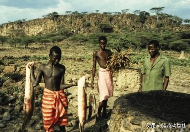 成年维多利亚肺鱼图片:非洲人是怎么从土里挖出鱼的？