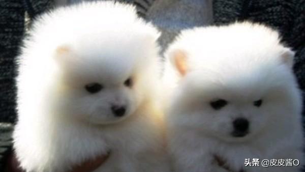 博美犬怎么养:45天幼犬博美怎么喂养？