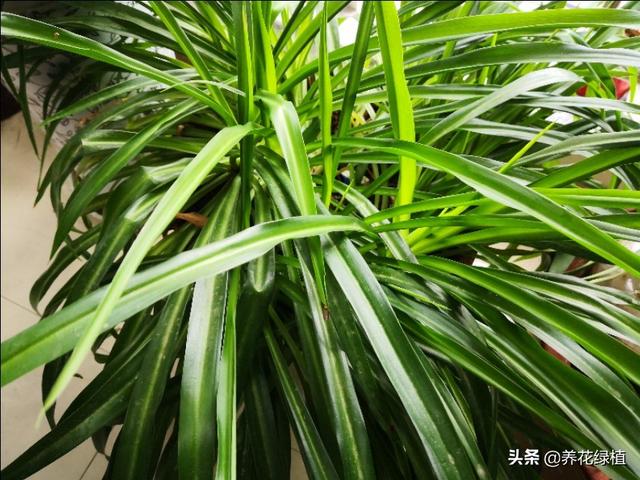 光能净百科:绿植真的可以彻底去除甲醛吗？