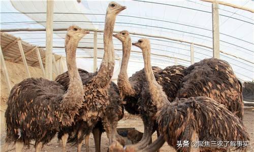 斑文鸟好养吗:这是什么鸟，好养吗？一早飞进我家好不容易抓住放院子里了？