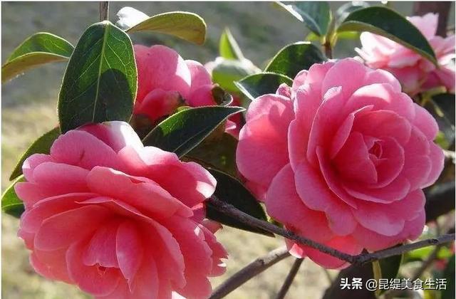 云南山茶花介绍？
