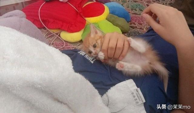 猫图片大全:养田园猫，你愿意花钱吗？