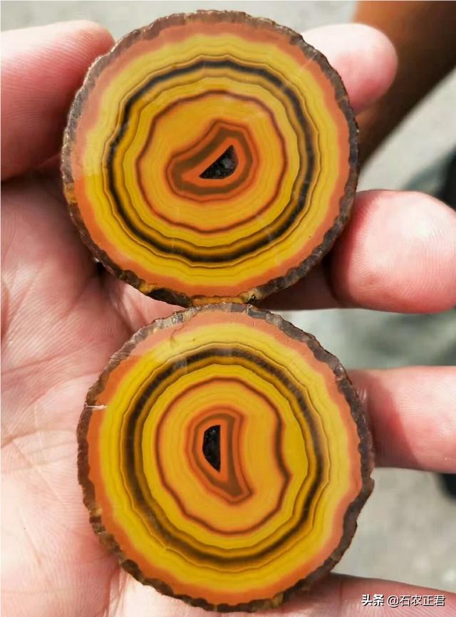 战国红不值钱,战国红的原产地在哪里？有没有交易市场？