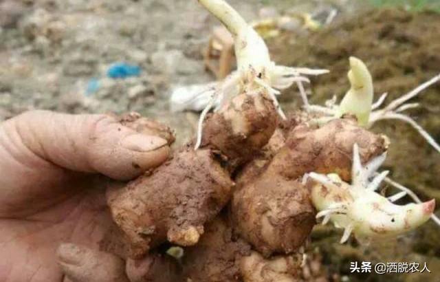 生姜怎么种植方法,生姜怎么种植？几天出苗？