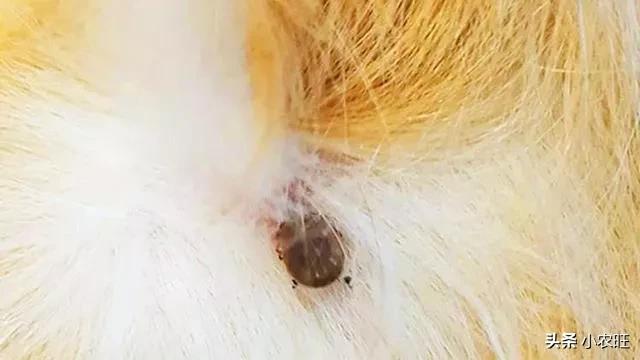 蜱虫防治:夏季怎样预防被蜱虫咬伤？