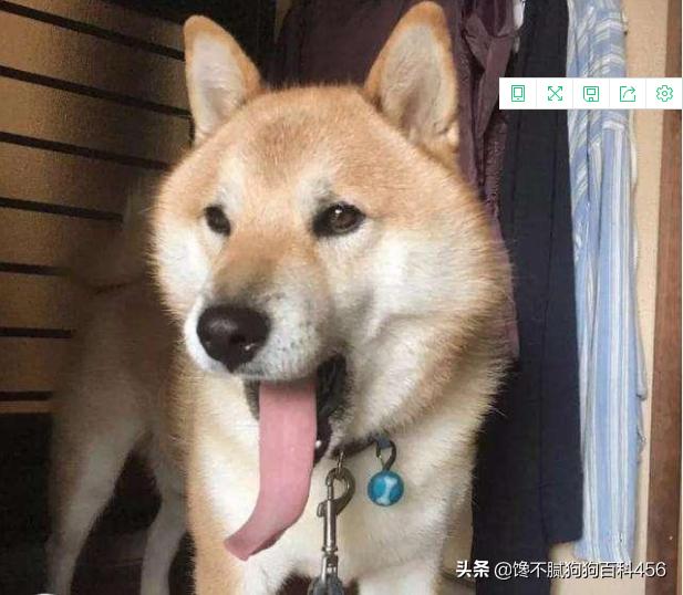 微笑天使狗狗图片柴犬:什么品种的狗狗，穷人养不起？