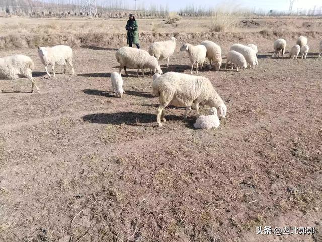 奉新羊驼养殖网厂家铸造辉煌:如何整体评价北魏政权的历史地位及其影响？