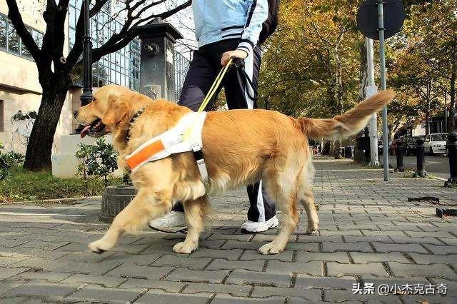 导盲犬珍妮和陈燕:导盲犬是知道主人的目的地的？还是只是协助行走？