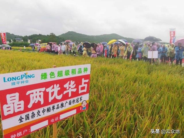 请问杂交水稻哪个品种好？