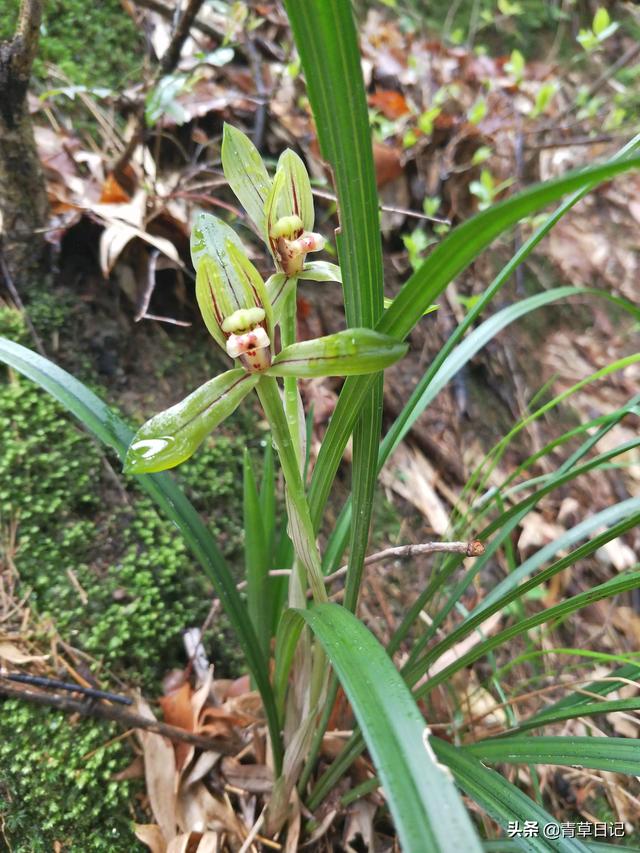 徐长卿,牡丹藤,山钩子,白毛夏枯草,黄牛尾,夏天无,黄精等药材讲究道地