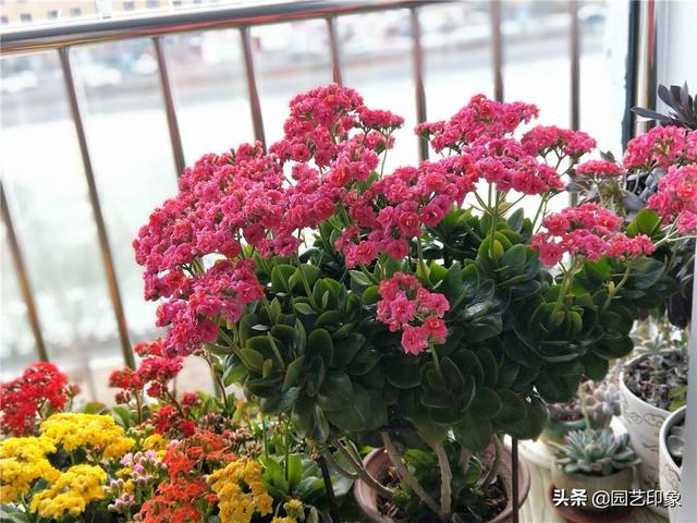 家中铁树开花好不好:在家里放太多的植物到底好不好？会不会导致氧气被吸收？