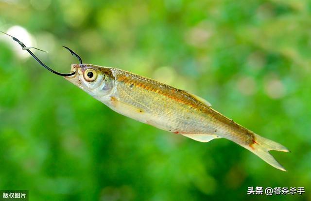 渔猫 抓鱼:钓白条怎么抓口中鱼率最高？