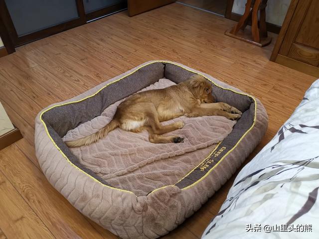 缉毒犬偷吃薯条:为什么肯德基的食物打烊时宁愿扔掉也不打折或者给员工吃？