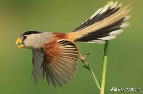 阿得雷德玫瑰鹦鹉弗林德斯山亚种:这种鸟被叫做花蒲扇，很漂亮，你知道它有什么奇葩习性吗？