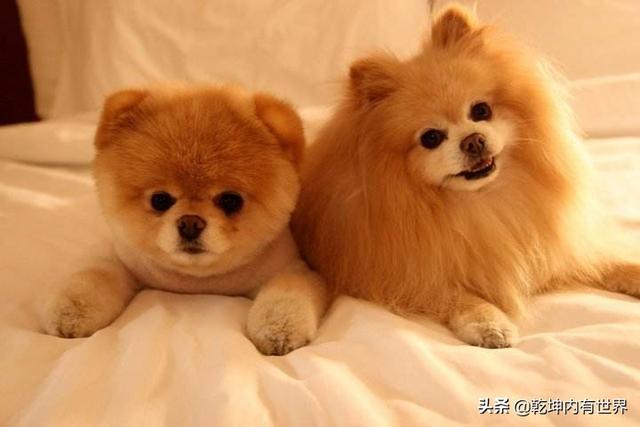 不是纯种博美犬怎么养:博美怎样喂养可以爆毛，博美怎么喂养？