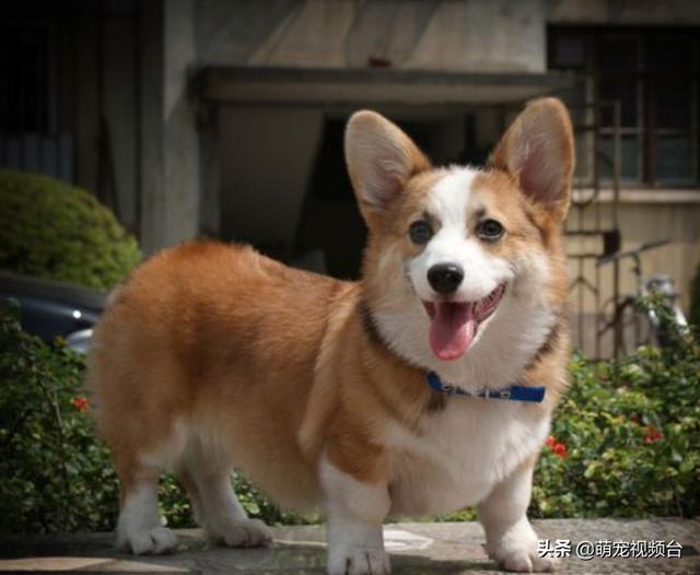 宠物狗的品种及图片柯基:买一只柯基犬需要多少钱？