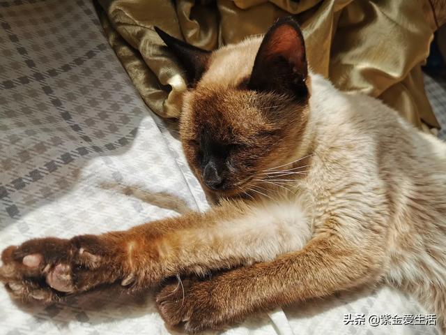 宠物猫免费领养:五个月大的猫咪适合领养吗？ 58同城宠物猫免费领养
