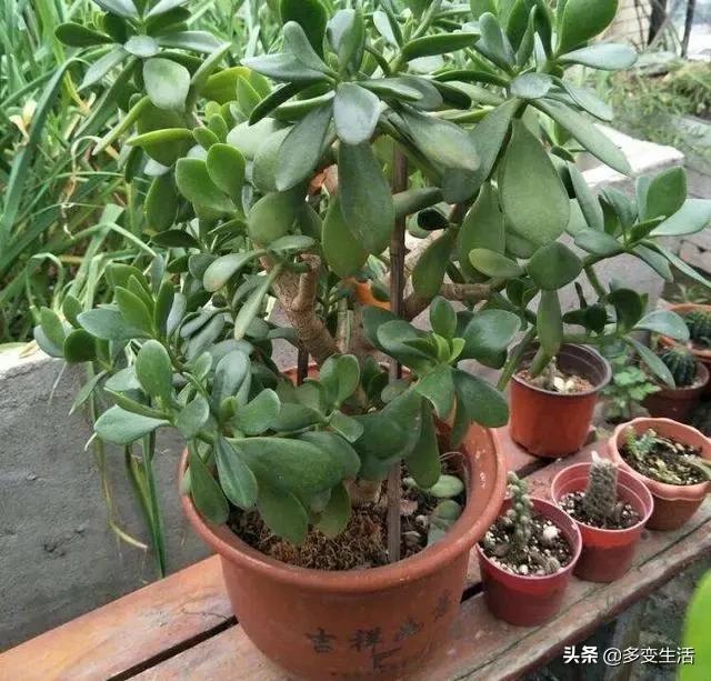 玉树养成盆景的几个技巧，为什么有人养在室内就容易挂掉呢？插图61