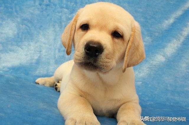 重庆圣心宠物医院是个黑店:买到了“星期狗”怎么办？