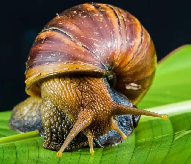非洲大蜗牛爱吃什么:蜗牛爱吃什么爱喝什么 非洲大蜗牛入侵我国，有何怕之处？为什么吃货也不敢吃？