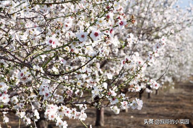 头条问答 杏树开的花很少怎么办 山里的柒哥的回答 0赞