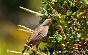 眼镜蛇瓶子草属:世界上最恐怖的植物是什么？