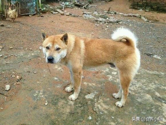 约克夏是梗类犬吗:约克夏梗犬是小型犬吗 约克夏和马尔济斯哪个更粘人？