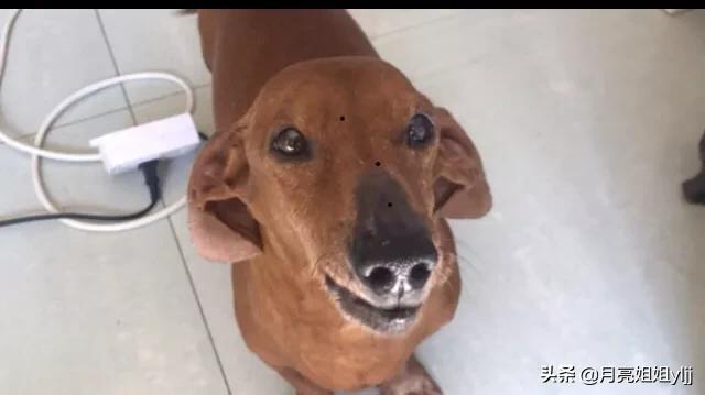 比格犬视频:养狗过程中，你觉得宠主容易因为哪些原因中途放弃养狗，为什么？