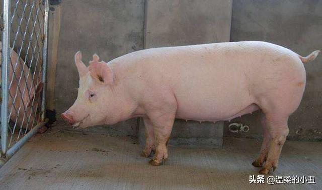 微型猪养殖:怎么建一个合格的300头的养猪厂？