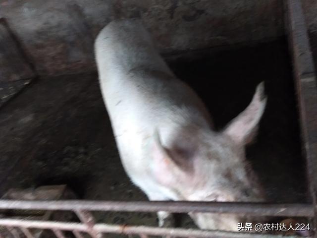 母猪空怀会涨奶吗:母猪怀孕的时候如何养？如何给猪补元气？