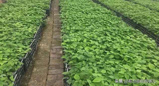 大泽树生:种植构树一次亩产量大概是多少？