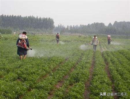 花叶芋穿孔线虫病:百香果有病虫害怎么解决？