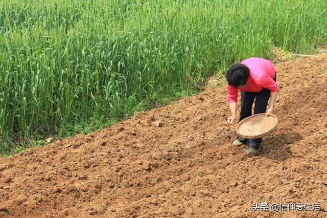 种花生一穴一粒能获高产吗?-惠修网