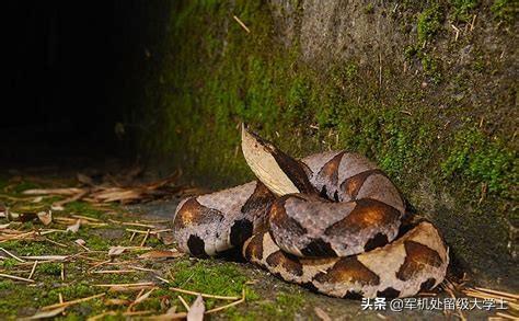 五步蛇毒性有多大，在农村山上，同等大小的眼镜蛇和五步蛇哪种蛇的胜率高一点