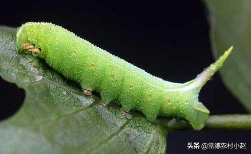 最大猪儿虫:猪儿虫表情包 世界上最大的虫是什么虫？