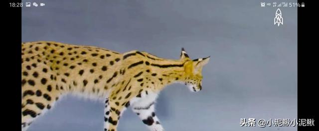 品种猫:品种猫到底是什么意思？有哪些猫是品种猫？