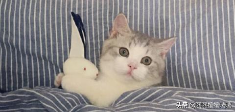 萌猫咪图片:抖音十大网红猫，第一简直成精了？