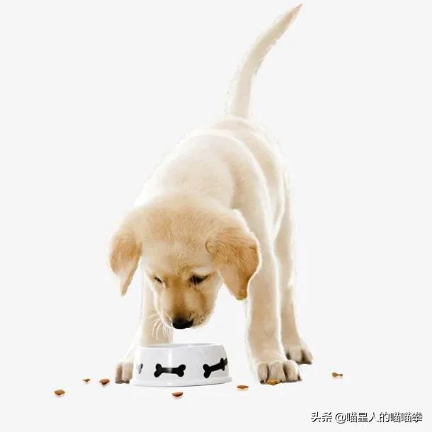 国产粮真的可以给宠物吃吗，商品粮真的不适合给狗狗长期吃吗