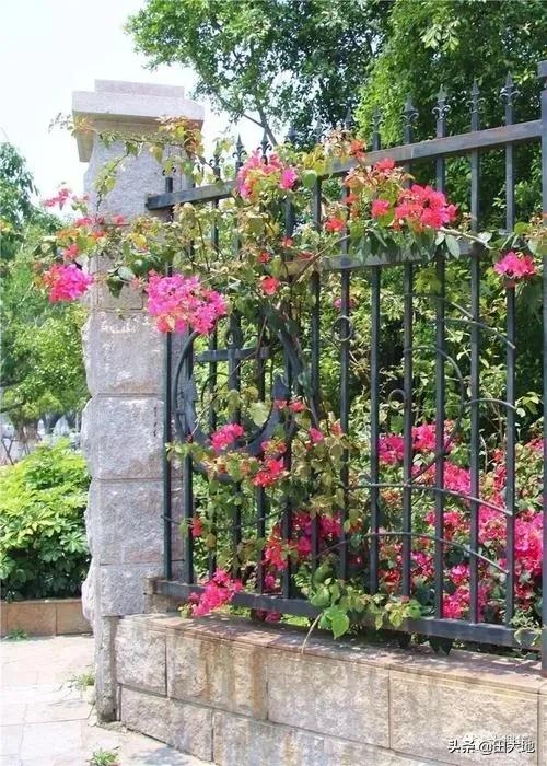 怎么做院子围墙又便宜又好看？插图89