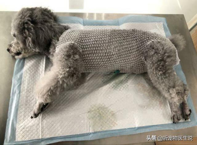 大狗民:泰迪母狗年龄大了结扎有危险吗？