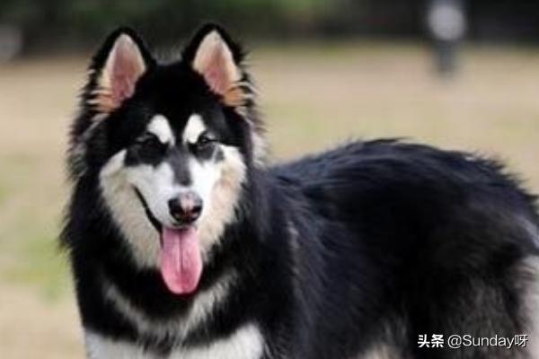 阿拉斯加雪橇:西伯利亚雪橇犬和阿拉斯加雪橇犬为什么那么像？怎么分辨？