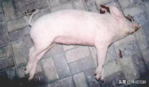 伪狂犬病发病症状前兆:母猪伪狂犬可引起新出生仔猪腹泻吗？