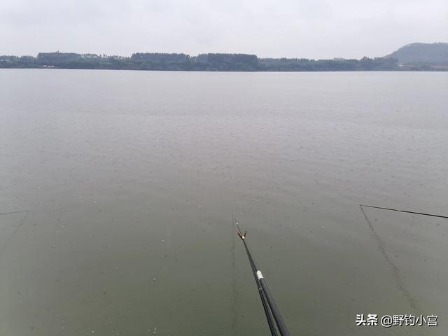 亳州短脚长身梗犬多少钱一只:现在这个温度，用什么饵料能快速钓白条？
