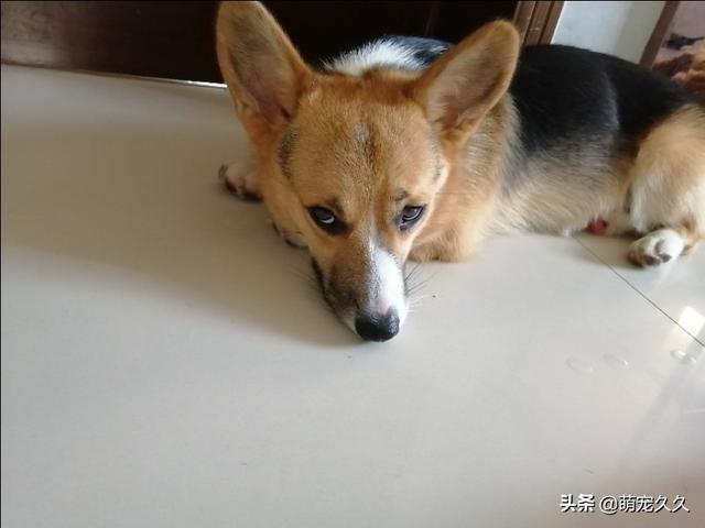 铲屎官耽美末世:猫咪为什么会埋自己的粪便？