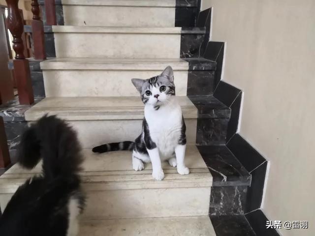 喜马拉雅猫和长毛加菲猫的区别:喜马拉雅猫和美短猫哪个好？